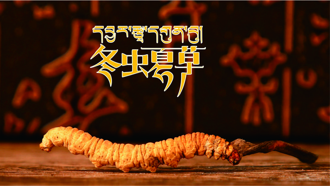 那曲新鮮冬蟲夏草什么時候采挖？